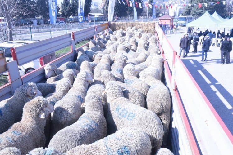 Kocaeli’den üreticiye koç ve teke desteği