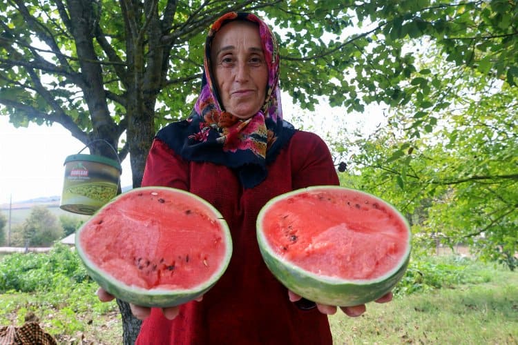 Kocaeli’nin karpuz tohumu üreticilere teslim ediliyor